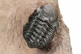 Metacanthina Trilobite With Reedops - Excellent Prep #209624-3